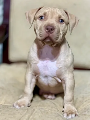 Filhote Pit Monster