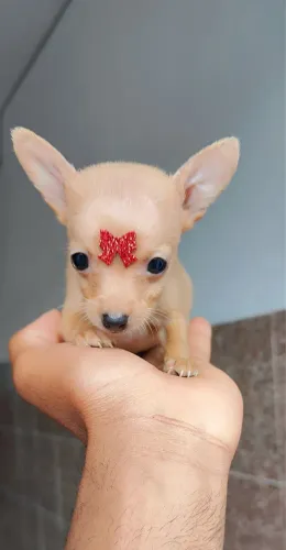 Filhote de Pinscher - Encantador e Muito Esperto