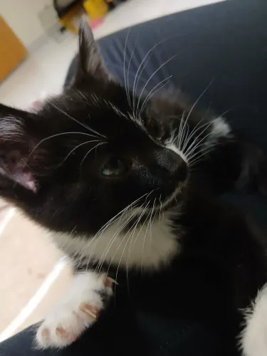 Adoção urgente de gatinha