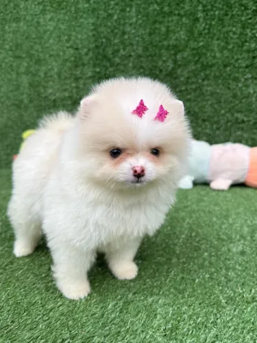 Lulu da pomerania anão ursinho