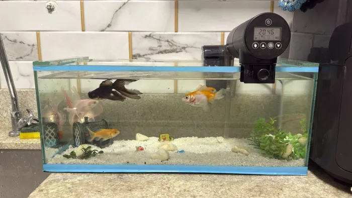Aquário + filtro + alimentador automático