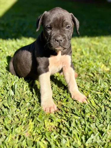 Filhote de Boxer