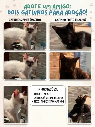 Doação de 2 gatos machos
