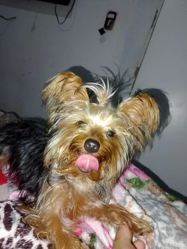 Filhote puro de yorkshire 