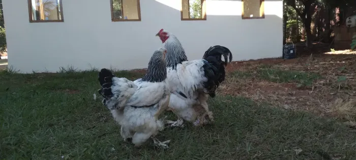 Vendo 
