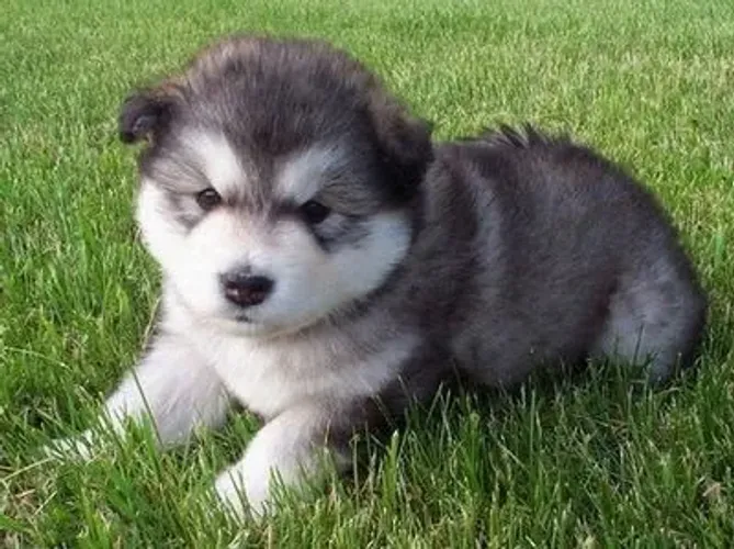 Filhotes de Husky Siberiano | Cachorrinhos que tornam cada descoberta mais divertida!