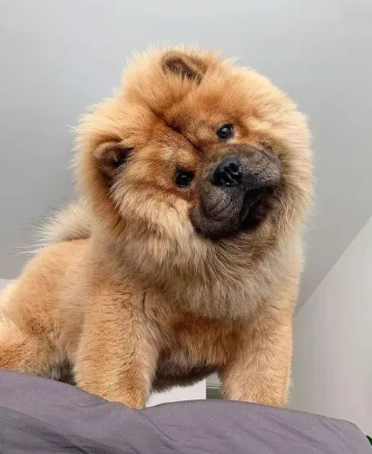 Chow Chow quer um com pedigree grátis peça já o seu 