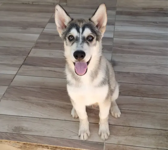 Lindos filhotes de Husky Siberiano