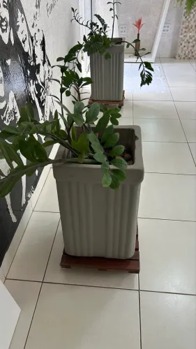 Par de Vasos Cúbicos Trabalhados com Planta Zamioculca + Suporte de Madeira com Rodízios
