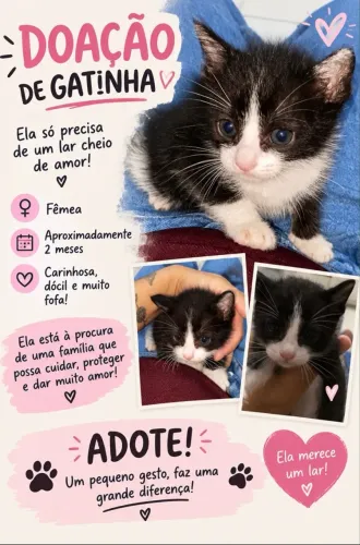 Gatinha para doação