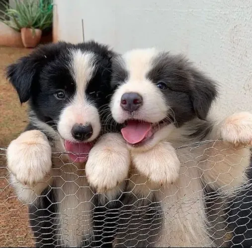 Filhotes de Border Collie | Muito dócil e receptivo.