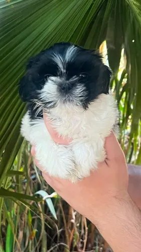 Shitzu encantador para compartilhar bons momentos