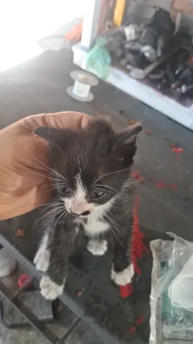 Doacao de filhote de gatos abandonados 