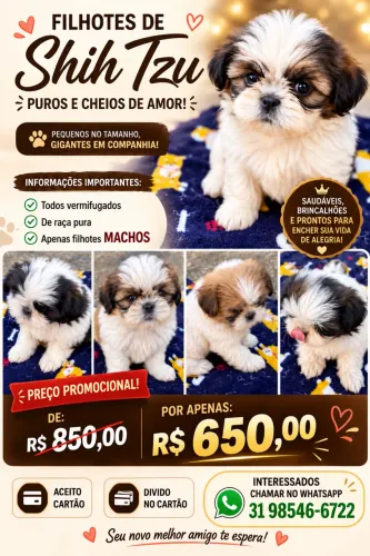 FILHOTES DE SHIH TZU PUROS
