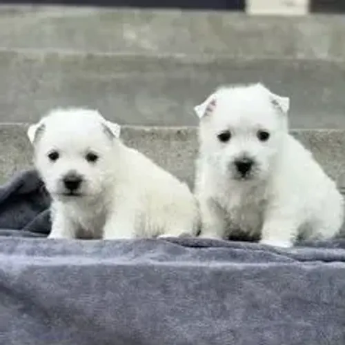 West Terrier Filhote Com Excelente Temperamento