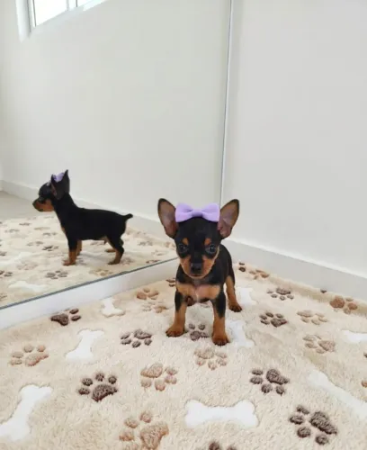 Pinscher Mini Muito Fofo e Brincalhão