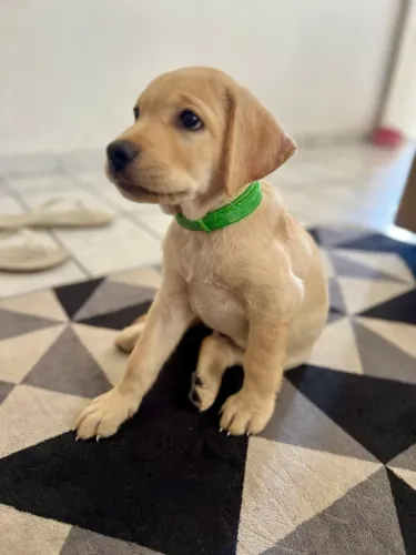 Filhote Labrador puro.