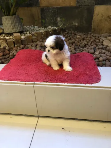 Filhotinho de Shih Tzu em até 10x no cartão. 