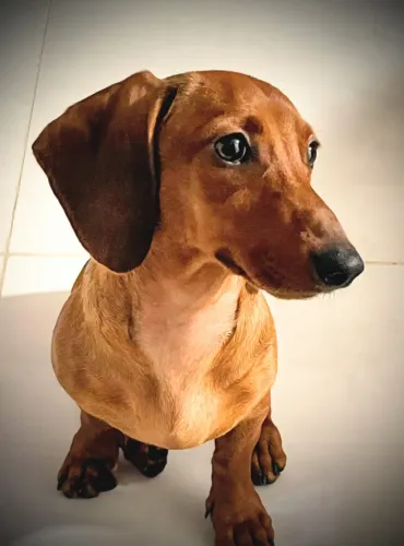 Cachorro salsicha