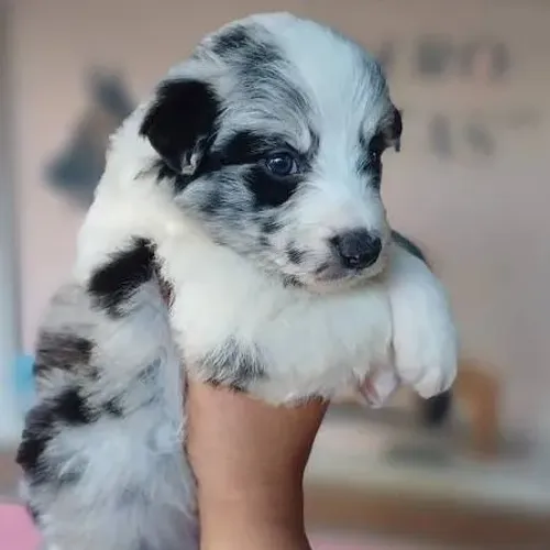 Border collie filhotes