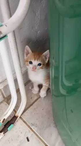 Doação de gata 