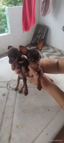 Pinscher miniatura