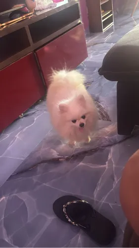 Vendo lulu da Pomerânia branca anã de verdade pura!! *