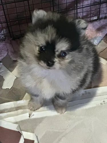 Filhote de Lulu da pomerania macho ( exótico )