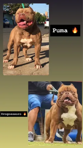 Pit monster DISPONÍVEL