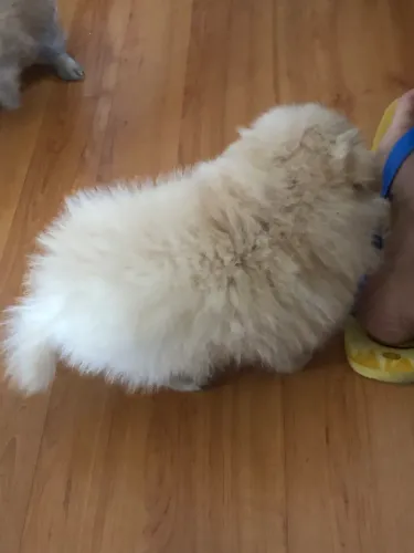 Lulu pomerania spix alema