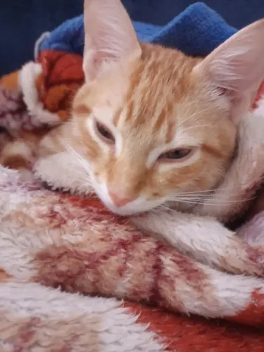 Doação gatinho macho