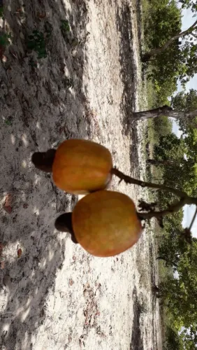 SITIO OPORTUNIDADE