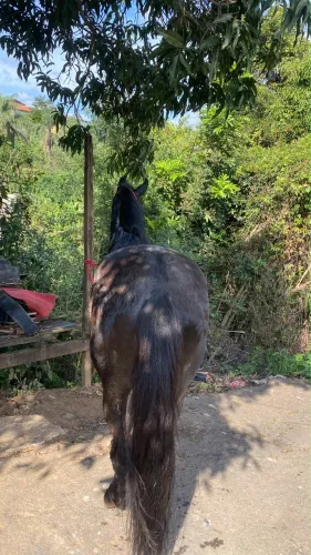 Cavalo preto dos mais lindo