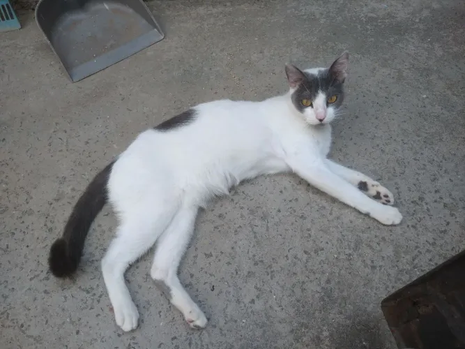 Adoção responsável 