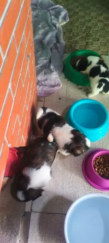 Vendo filhote de Shitzu macho