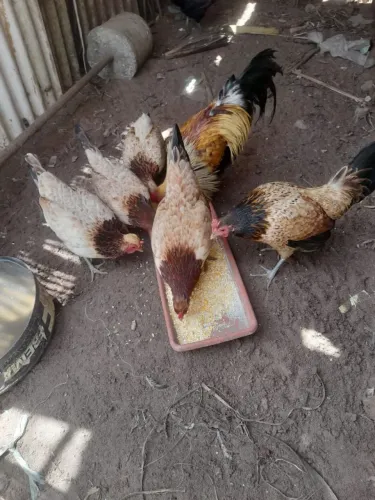 VENDE_SE 1GALO E 6 GALINHA MESTIÇA COM GALO RAÇA COM GALINHA DA ÍNDIA