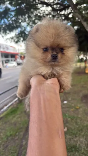 VENDE-SE DOIS LINDOS FILHOTES DE SPITZ ALEMÃO (LULU DA POMERÂNIA) - FÊMEA E MACHO!!!