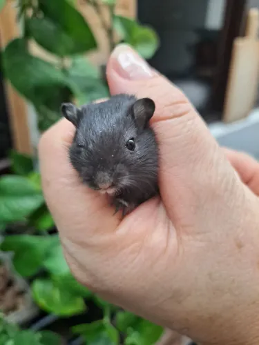 Gerbil Slate Esquilo da Mongolia