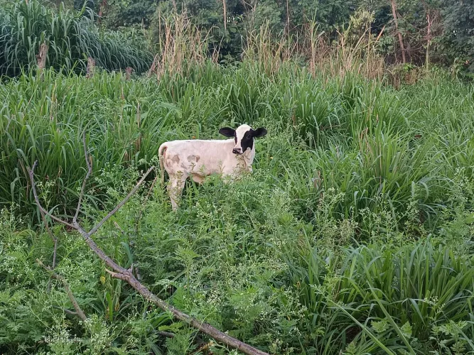 Mini vaca (bezerra)