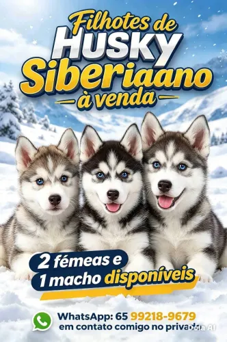 VENDO FILHOTES DE HUSKY SIBERIANO 