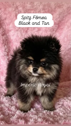 Spitz Alemão Fêmea Rara Black And Tan! Império Royal
