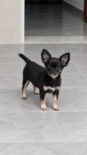 Chihuahua pelo longo