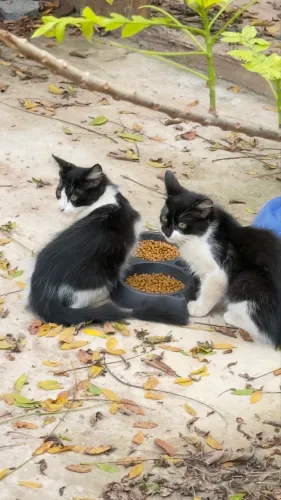 Lindos gatinhos