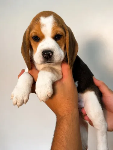 Filhote de Beagle