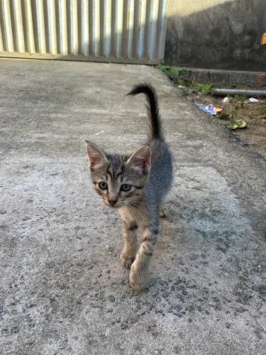 Gatinhos para doação
