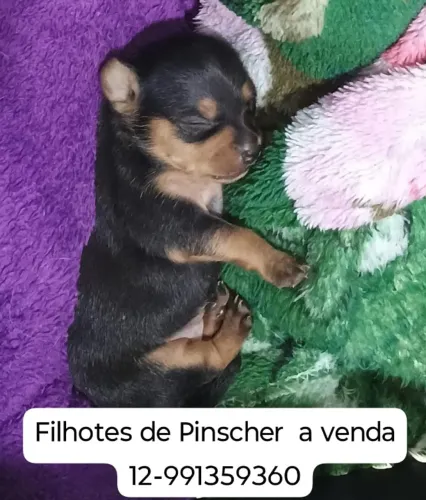 Filhote de Pinscher 12- *
