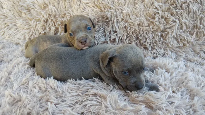 Filhotes de American Staffordshire Terrier 