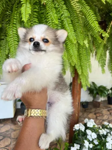 Lulu da Pomerânia fofo