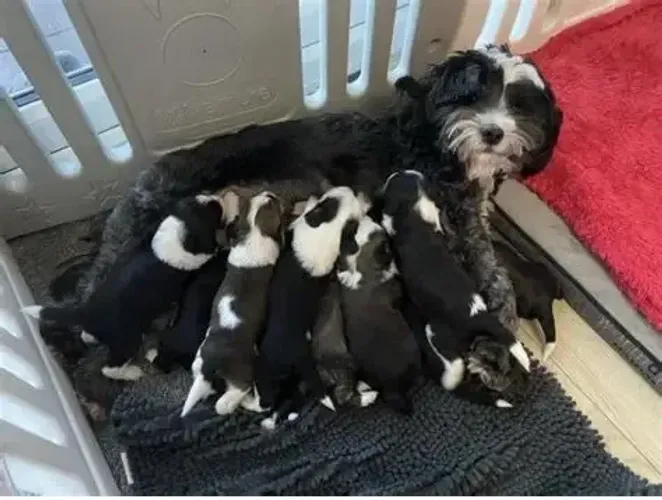 peludinhos e pequenos