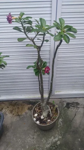 Rosa do deserto dobrada - rocha